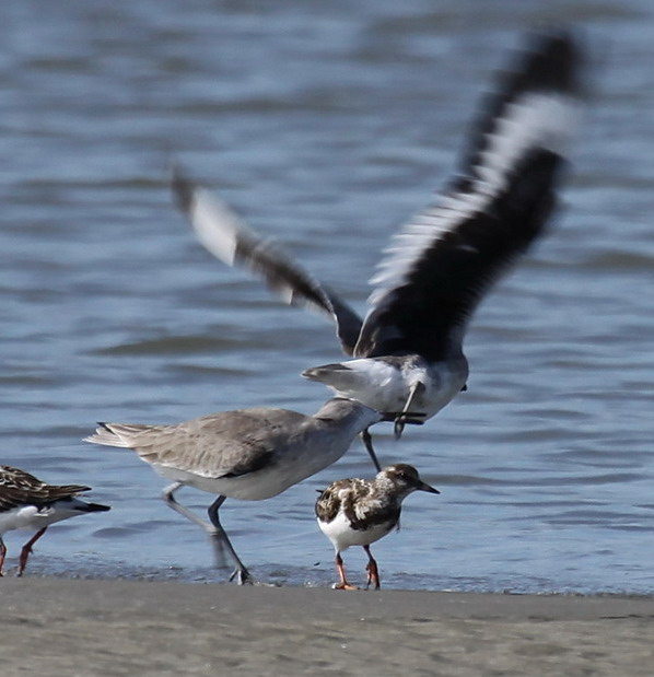 Willets (with Ruddy Turnstones)